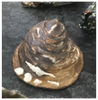 Clancul Sea Shell