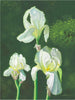 White Bearded Irises